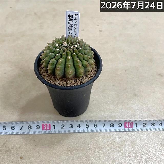 個体A】サボテン ギムノカリキウム 無刺牡丹玉石化 2.5号(現品