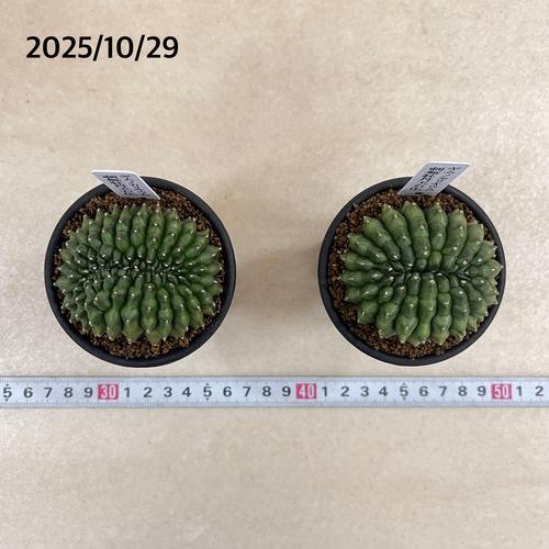 多肉植物　ギムノカリキウム 無刺牡丹玉石化 2.5号(個体おまかせ1鉢)　インテリアグリーン 室内園芸 おしゃれ 可愛い かわいい |  | 04