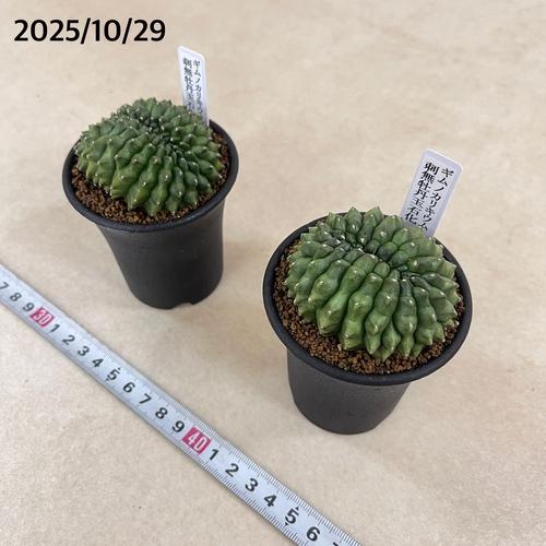 多肉植物　ギムノカリキウム 無刺牡丹玉石化 2.5号(個体おまかせ1鉢)　インテリアグリーン 室内園芸 おしゃれ 可愛い かわいい |  | 05