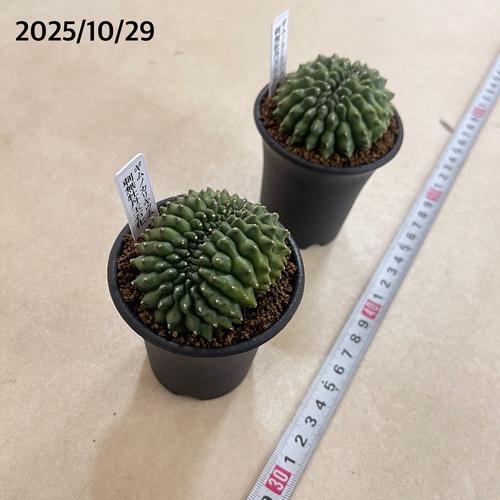 多肉植物　ギムノカリキウム 無刺牡丹玉石化 2.5号(個体おまかせ1鉢)　インテリアグリーン 室内園芸 おしゃれ 可愛い かわいい |  | 06