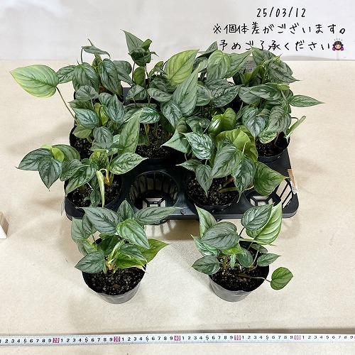 観葉植物 フィロデンドロン ソデュロイ/ソディロイ 3.5号ポット(個体