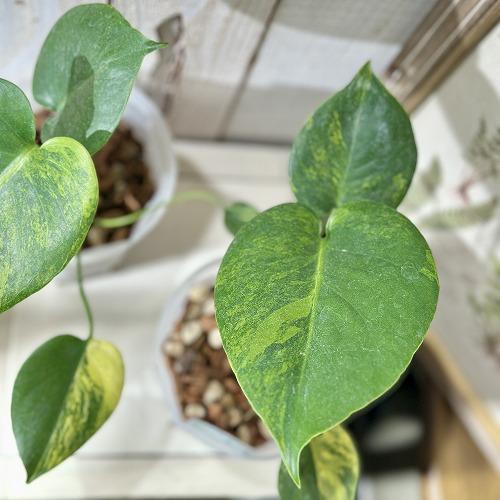 観葉植物 モンステラ デリキオサ イエローマリリン 3号 硬質スリット鉢