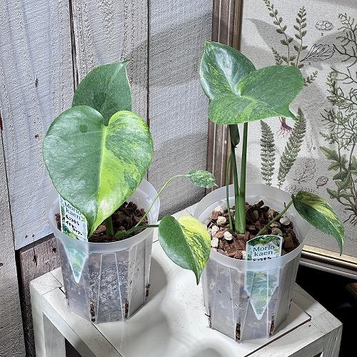 観葉植物 モンステラ デリキオサ イエローマリリン 3号 硬質スリット鉢