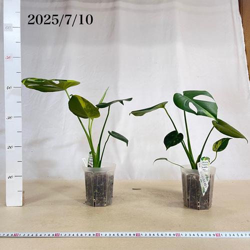 観葉植物 モンステラ デリキオサ イエローマリリン 3号 硬質スリット鉢