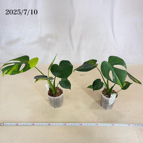 観葉植物 モンステラ デリキオサ イエローマリリン 3号 硬質スリット鉢