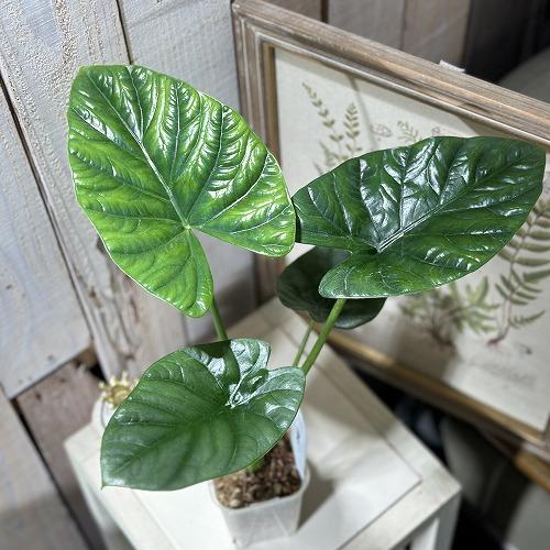 観葉植物 アロカシア アルバ 3号硬質透明鉢(個体おまかせ1鉢