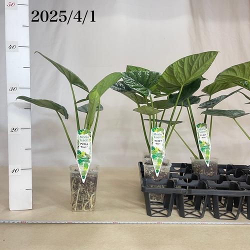 観葉植物 アロカシア アルバ 3号硬質透明鉢(個体おまかせ1鉢