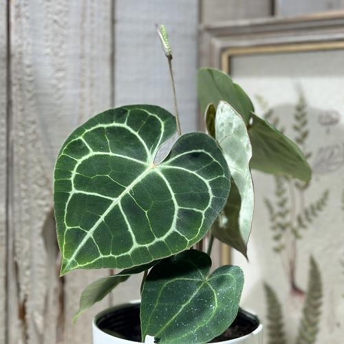 観葉植物　アンスリウム クラリネルウィウム 4号ロング白鉢(個体おまかせ1鉢)　インテリアグリーン 室内園芸 おしゃれ 可愛い かわいい | 