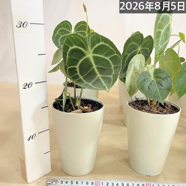 人気　アンスリウムクラリネルビウム 4号ロング白鉢(個体おまかせ1鉢)　観葉植物 インテリアグリーン 室内園芸 おしゃれ 可愛い かわいい |  | 10