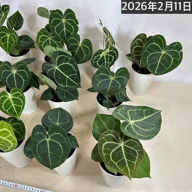 観葉植物　アンスリウム クラリネルウィウム 4号ロング白鉢(個体おまかせ1鉢)　インテリアグリーン 室内園芸 おしゃれ 可愛い かわいい |  | 11
