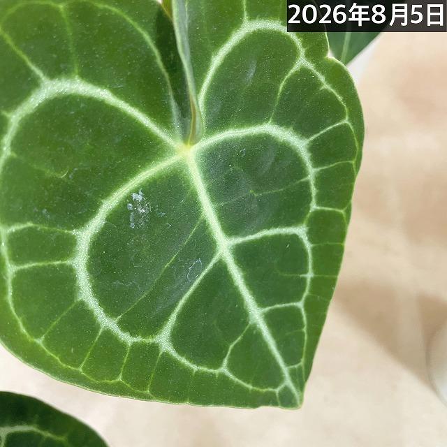 人気　アンスリウムクラリネルビウム 4号ロング白鉢(個体おまかせ1鉢)　観葉植物 インテリアグリーン 室内園芸 おしゃれ 可愛い かわいい |  | 11