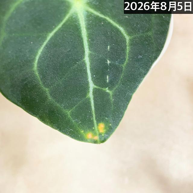 人気　アンスリウムクラリネルビウム 4号ロング白鉢(個体おまかせ1鉢)　観葉植物 インテリアグリーン 室内園芸 おしゃれ 可愛い かわいい |  | 12