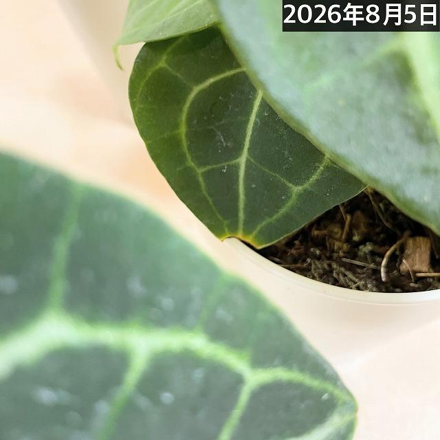 人気　アンスリウムクラリネルビウム 4号ロング白鉢(個体おまかせ1鉢)　観葉植物 インテリアグリーン 室内園芸 おしゃれ 可愛い かわいい |  | 13
