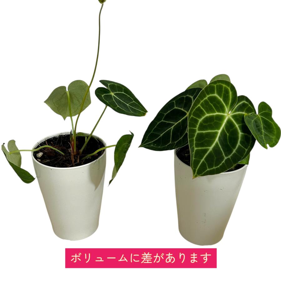 人気　アンスリウムクラリネルビウム 4号ロング白鉢(個体おまかせ1鉢)　観葉植物 インテリアグリーン 室内園芸 おしゃれ 可愛い かわいい |  | 06