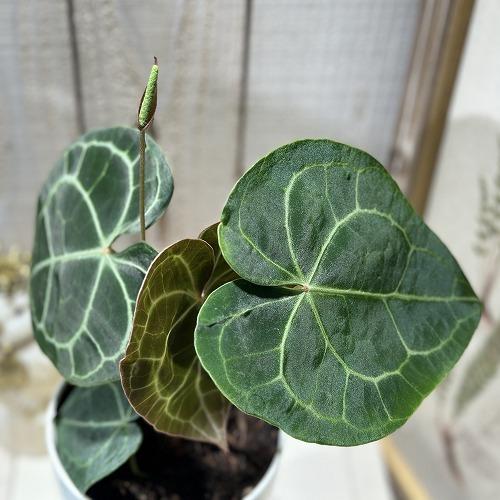 観葉植物　アンスリウム クラリネルウィウム 4号ロング白鉢(個体おまかせ1鉢)　インテリアグリーン 室内園芸 おしゃれ 可愛い かわいい |  | 02