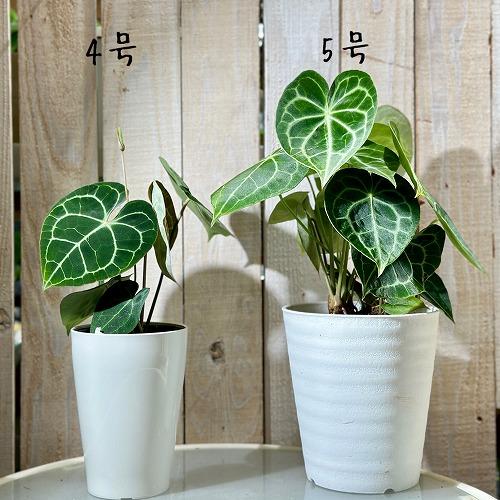 観葉植物　アンスリウム クラリネルウィウム 4号ロング白鉢(個体おまかせ1鉢)　インテリアグリーン 室内園芸 おしゃれ 可愛い かわいい |  | 03