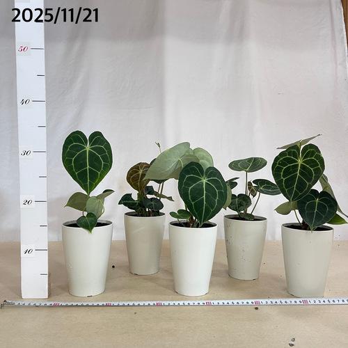 観葉植物　アンスリウム クラリネルウィウム 4号ロング白鉢(個体おまかせ1鉢)　インテリアグリーン 室内園芸 おしゃれ 可愛い かわいい |  | 04