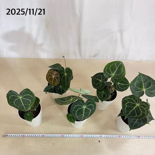 観葉植物　アンスリウム クラリネルウィウム 4号ロング白鉢(個体おまかせ1鉢)　インテリアグリーン 室内園芸 おしゃれ 可愛い かわいい |  | 05