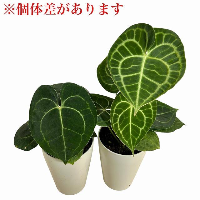 観葉植物　アンスリウム クラリネルウィウム 4号ロング白鉢(個体おまかせ1鉢)　インテリアグリーン 室内園芸 おしゃれ 可愛い かわいい |  | 05