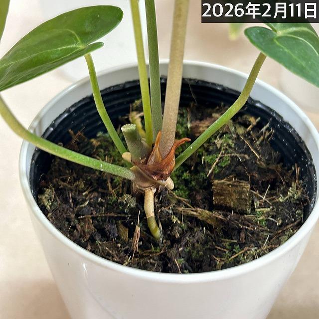 観葉植物　アンスリウム クラリネルウィウム 4号ロング白鉢(個体おまかせ1鉢)　インテリアグリーン 室内園芸 おしゃれ 可愛い かわいい |  | 06