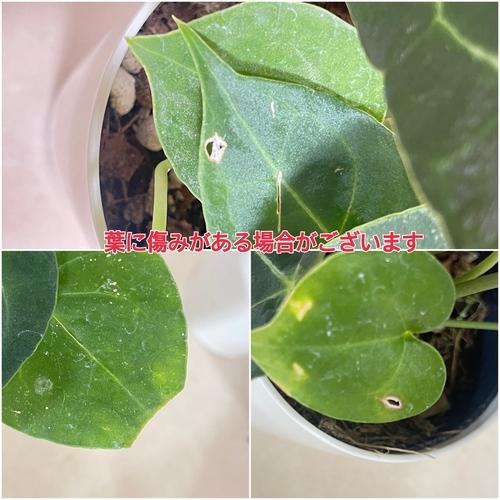 観葉植物　アンスリウム クラリネルウィウム 4号ロング白鉢(個体おまかせ1鉢)　インテリアグリーン 室内園芸 おしゃれ 可愛い かわいい |  | 06