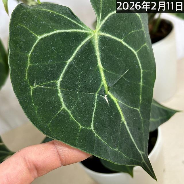 観葉植物　アンスリウム クラリネルウィウム 4号ロング白鉢(個体おまかせ1鉢)　インテリアグリーン 室内園芸 おしゃれ 可愛い かわいい |  | 07