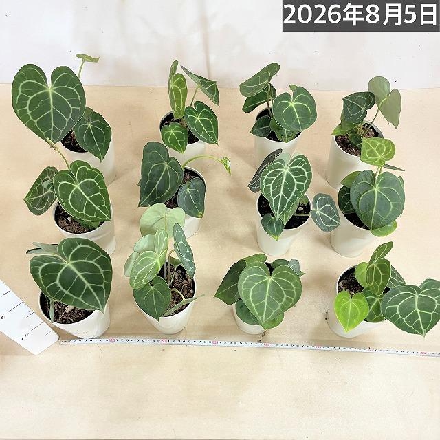 人気　アンスリウムクラリネルビウム 4号ロング白鉢(個体おまかせ1鉢)　観葉植物 インテリアグリーン 室内園芸 おしゃれ 可愛い かわいい |  | 07