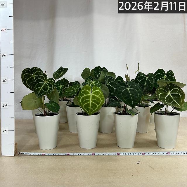 観葉植物　アンスリウム クラリネルウィウム 4号ロング白鉢(個体おまかせ1鉢)　インテリアグリーン 室内園芸 おしゃれ 可愛い かわいい |  | 08