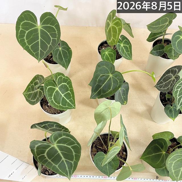 人気　アンスリウムクラリネルビウム 4号ロング白鉢(個体おまかせ1鉢)　観葉植物 インテリアグリーン 室内園芸 おしゃれ 可愛い かわいい |  | 08