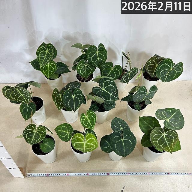 観葉植物　アンスリウム クラリネルウィウム 4号ロング白鉢(個体おまかせ1鉢)　インテリアグリーン 室内園芸 おしゃれ 可愛い かわいい |  | 09