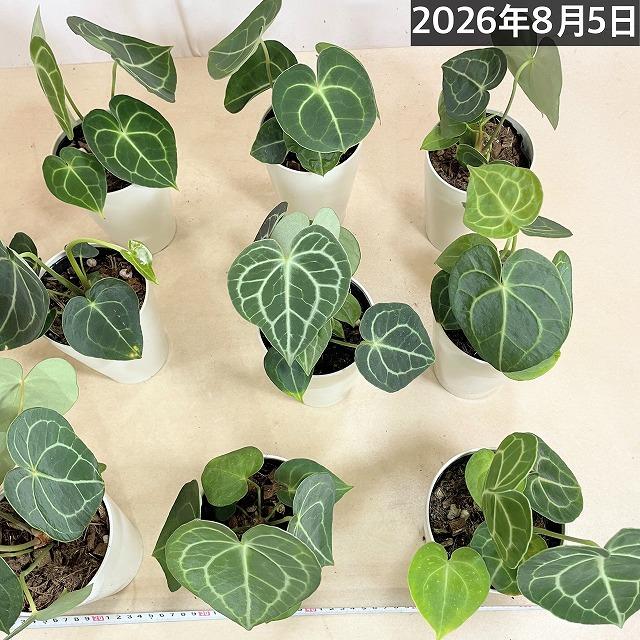 人気　アンスリウムクラリネルビウム 4号ロング白鉢(個体おまかせ1鉢)　観葉植物 インテリアグリーン 室内園芸 おしゃれ 可愛い かわいい |  | 09