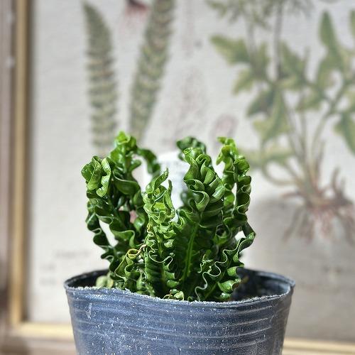 観葉植物 アスプレニウム ニダス プリカツム エイトー 3号ポット(個体