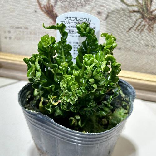 観葉植物 アスプレニウム ニダス プリカツム エイトー 3号ポット(個体