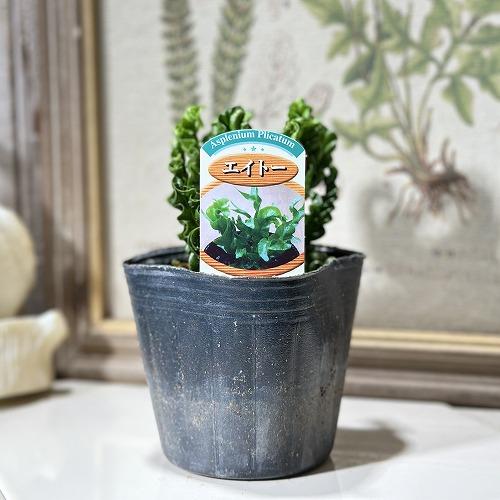 P. Stemaria 観葉植物　中株サイズACO品 PLANCHU 観葉植物 プラティケリウム ステマリア 6号吊り鉢 育て方説明
