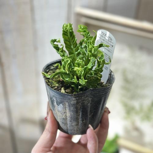 観葉植物 アスプレニウム ニダス プリカツム エイトー 3号ポット(個体