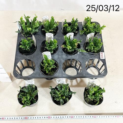 観葉植物 アスプレニウム ニダス プリカツム エイトー 3号ポット(個体