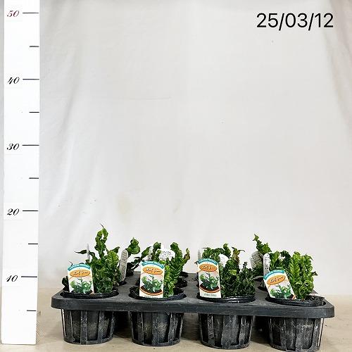 観葉植物 アスプレニウム ニダス プリカツム エイトー 3号ポット(個体