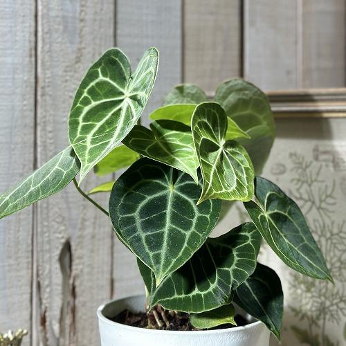 [おすすめ]アンスリウム クラリネルビウム(アンスリューム クラリネルウィウム) 5号ロング白鉢(個体おまかせ1鉢)　観葉植物 インテリア 室内 おしゃれ かわいい | 