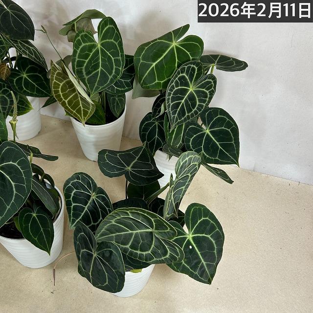 [おすすめ]アンスリウム クラリネルビウム(アンスリューム クラリネルウィウム) 5号ロング白鉢(個体おまかせ1鉢)　観葉植物 インテリア 室内 おしゃれ かわいい |  | 10