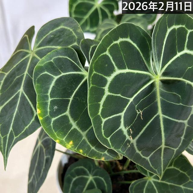 [おすすめ]アンスリウム クラリネルビウム(アンスリューム クラリネルウィウム) 5号ロング白鉢(個体おまかせ1鉢)　観葉植物 インテリア 室内 おしゃれ かわいい |  | 11