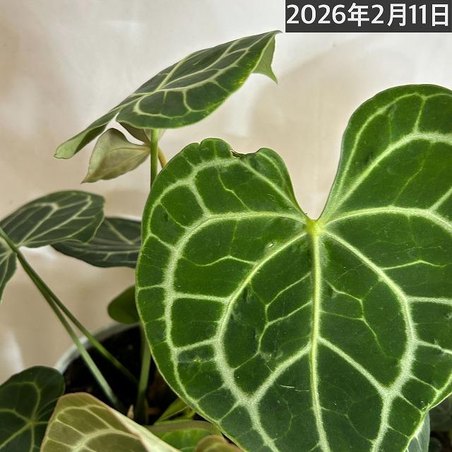 [おすすめ]アンスリウム クラリネルビウム(アンスリューム クラリネルウィウム) 5号ロング白鉢(個体おまかせ1鉢)　観葉植物 インテリア 室内 おしゃれ かわいい |  | 13