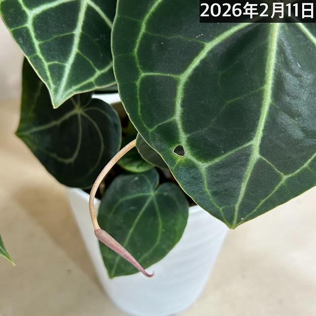 [おすすめ]アンスリウム クラリネルビウム(アンスリューム クラリネルウィウム) 5号ロング白鉢(個体おまかせ1鉢)　観葉植物 インテリア 室内 おしゃれ かわいい |  | 14