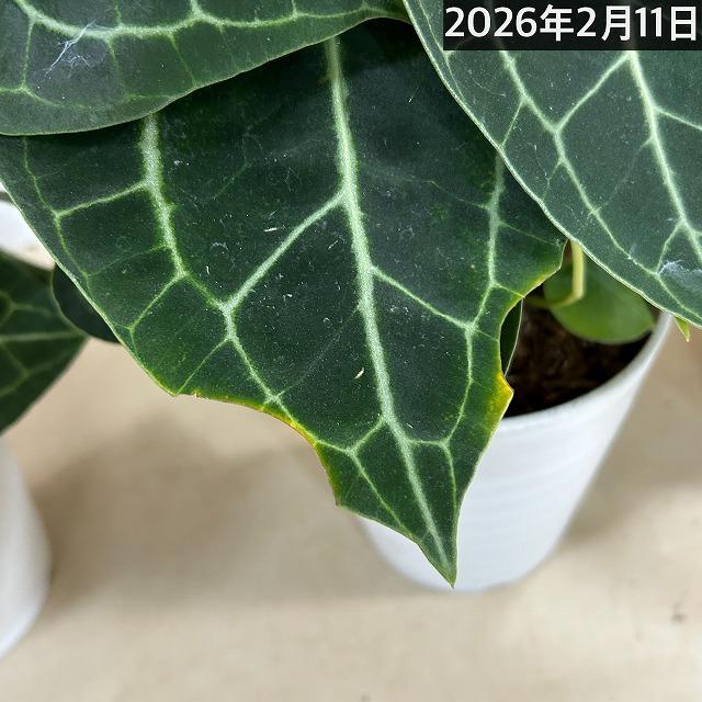 [おすすめ]アンスリウム クラリネルビウム(アンスリューム クラリネルウィウム) 5号ロング白鉢(個体おまかせ1鉢)　観葉植物 インテリア 室内 おしゃれ かわいい |  | 15