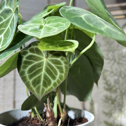 [おすすめ]アンスリウム クラリネルビウム(アンスリューム クラリネルウィウム) 5号ロング白鉢(個体おまかせ1鉢)　観葉植物 インテリア 室内 おしゃれ かわいい |  | 01