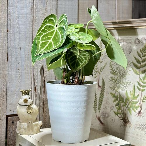 [おすすめ]アンスリウム クラリネルビウム(アンスリューム クラリネルウィウム) 5号ロング白鉢(個体おまかせ1鉢)　観葉植物 インテリア 室内 おしゃれ かわいい |  | 02