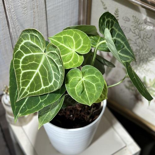 [おすすめ]アンスリウム クラリネルビウム(アンスリューム クラリネルウィウム) 5号ロング白鉢(個体おまかせ1鉢)　観葉植物 インテリア 室内 おしゃれ かわいい |  | 03