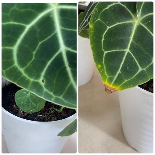 [おすすめ]アンスリウム クラリネルビウム(アンスリューム クラリネルウィウム) 5号ロング白鉢(個体おまかせ1鉢)　観葉植物 インテリア 室内 おしゃれ かわいい |  | 06