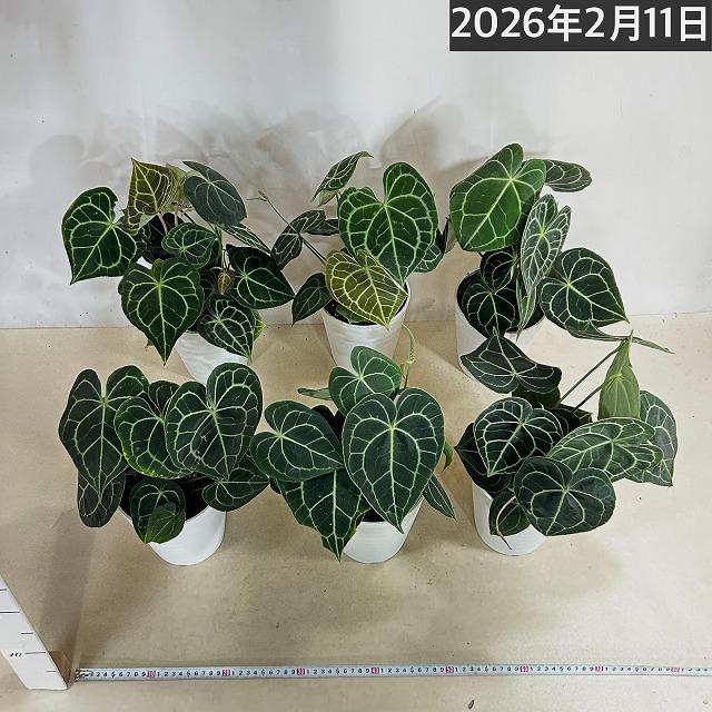 [おすすめ]アンスリウム クラリネルビウム(アンスリューム クラリネルウィウム) 5号ロング白鉢(個体おまかせ1鉢)　観葉植物 インテリア 室内 おしゃれ かわいい |  | 08