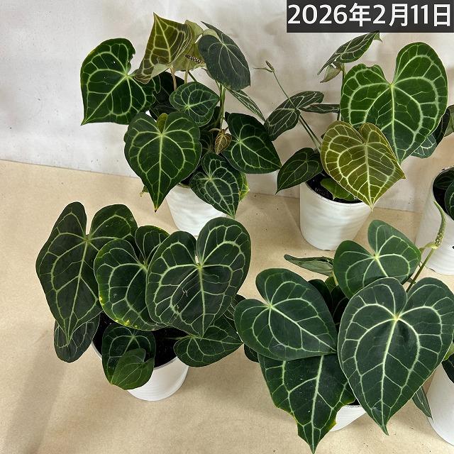 [おすすめ]アンスリウム クラリネルビウム(アンスリューム クラリネルウィウム) 5号ロング白鉢(個体おまかせ1鉢)　観葉植物 インテリア 室内 おしゃれ かわいい |  | 09