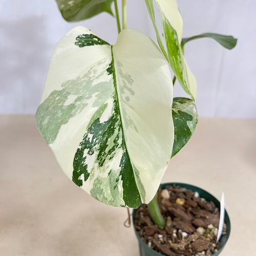 3頭➕3頭 塊根植物（大） パキポディウム ホロンベンセ DULTON 手渡し 3頭➕3頭 塊根植物（大） パキポディウム ホロンベンセ DULTON 手渡し